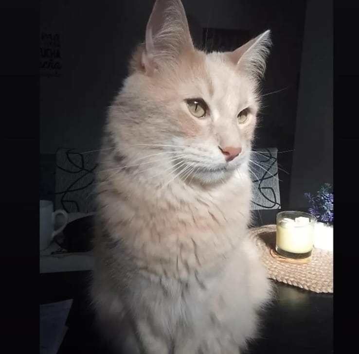Michi